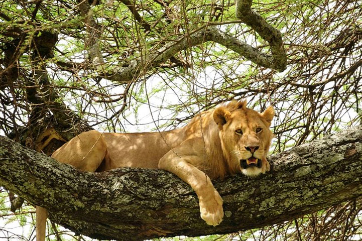 Tree-climbing-lion-lake-manyara-with-miiso-safaris