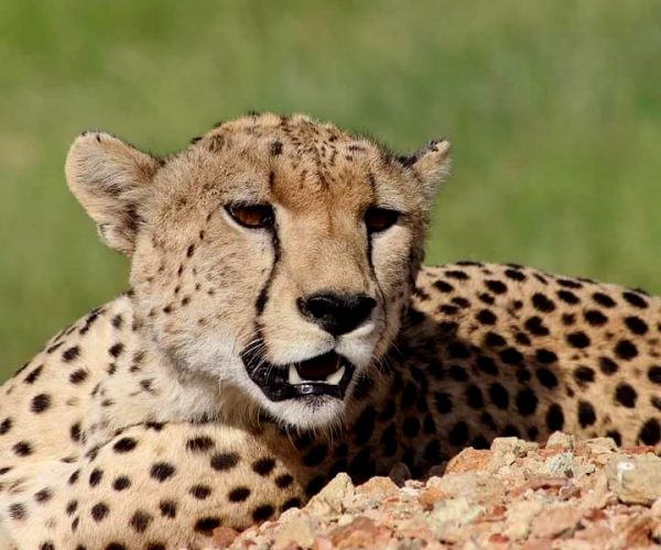 Big-Afrika-Adventure-Cheetah