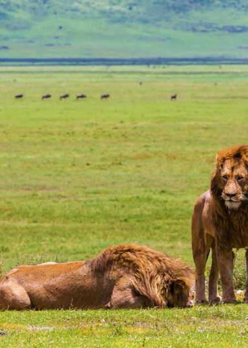 Big five -lions in the ngorongoro crater