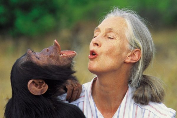 Dr Jane Goodall with a Chimpanzee