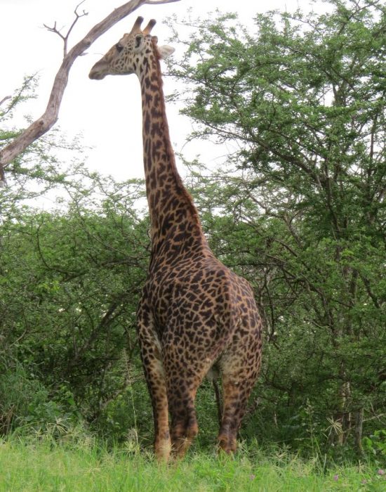Giraffe single 13