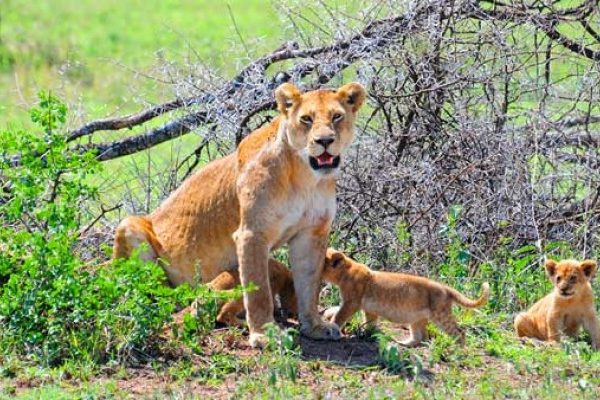 Lion with cubs in Saadan National Park