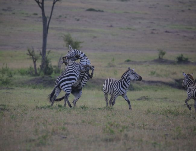 group of zebra 5