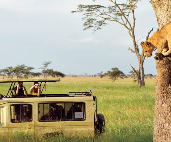 tanzania-safari-experience-lead-lion-cubs